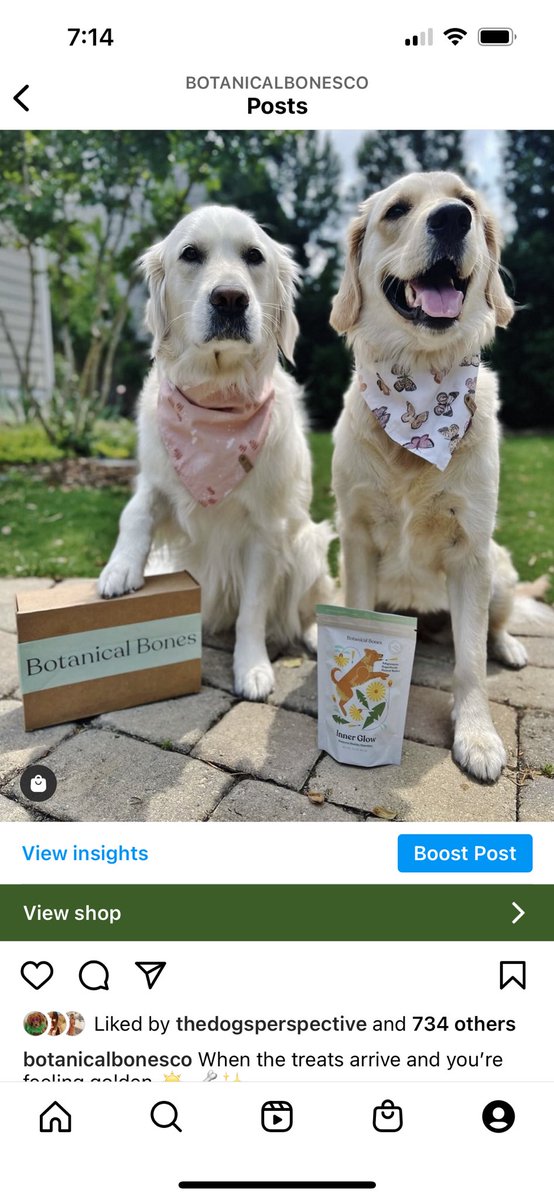 botanical_bones's tweet photo. Inner Glow up 🦴✨ #dogsoftwitter @dog_rates https://t.co/sui9oPzKTb