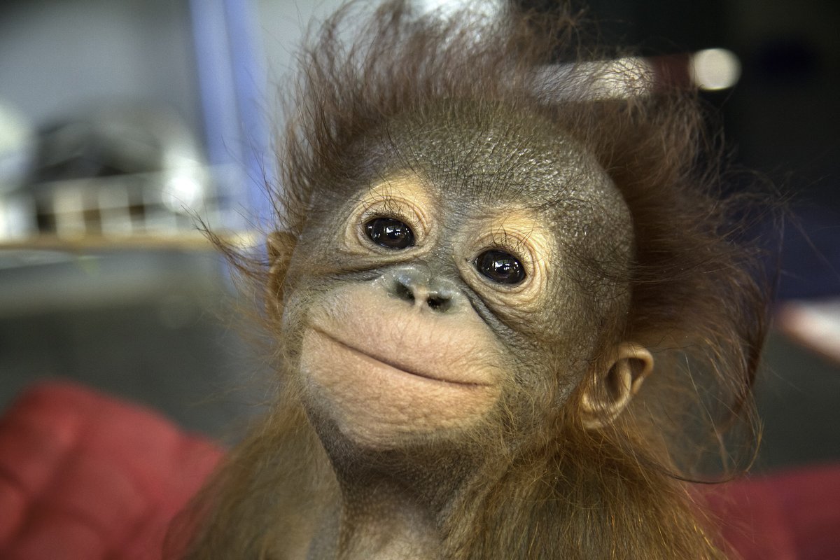 redapes's tweet photo. Shout out to all our new Twitter friends! Part of our mission is to introduce you to the world of orangutans! Here are 2 pics that show a beautiful baby boy named Gunung and a fully grown male named JoJo. AMAZING, RIGHT?
Please help us protect orangutans!
https://t.co/KbL0mUuNpP https://t.co/PwIM8mFlZZ