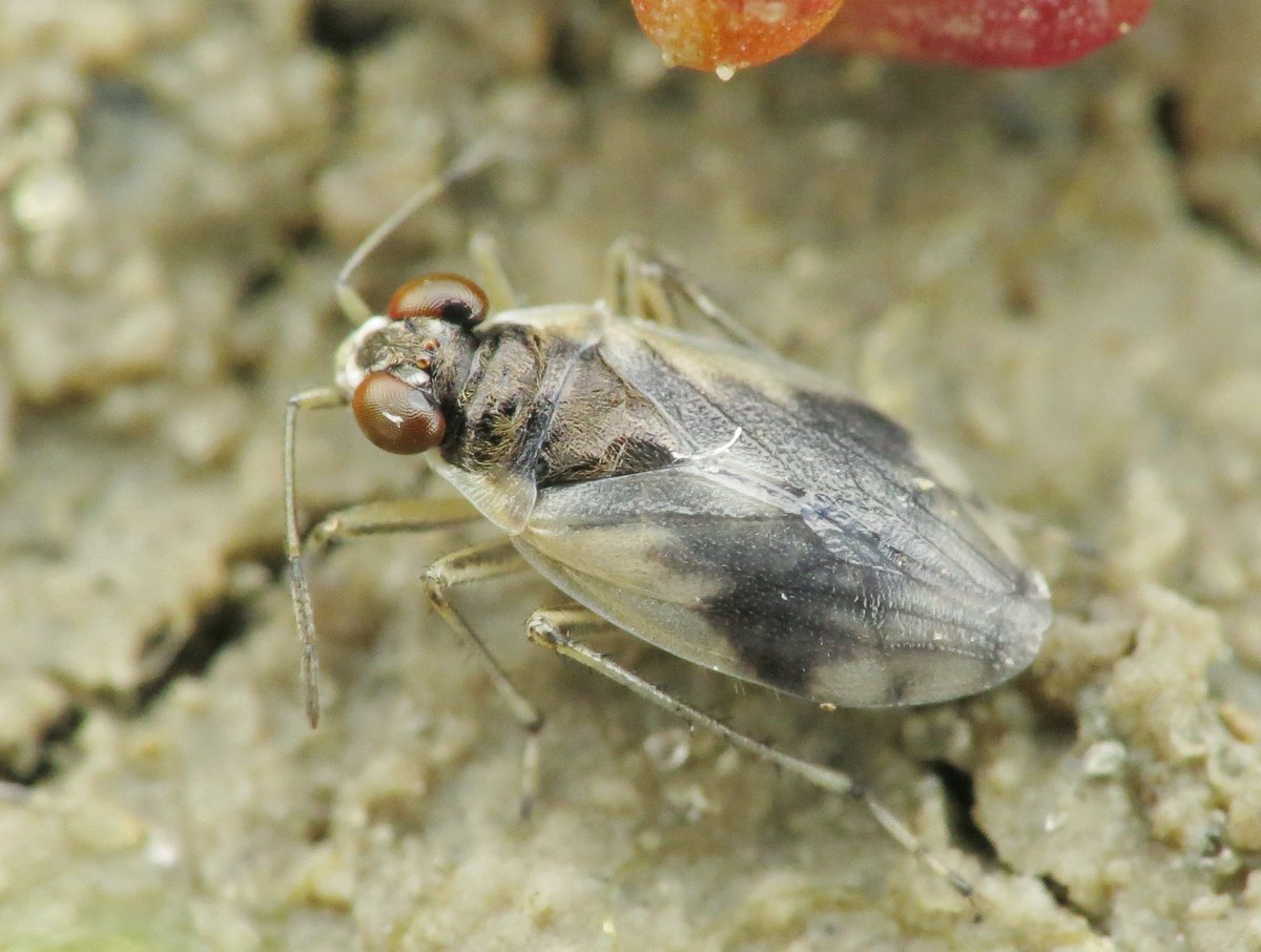 Panjan1972's tweet photo. Bij de Schelphoek in Zeeland zag ik deze fraaie oeverwants. Halosalda lateralis. #wants #bugs #zeeland #salidae #nature #macro @volgdenatuur @waarneming @IVNNederland https://t.co/ARHPfVFkGt