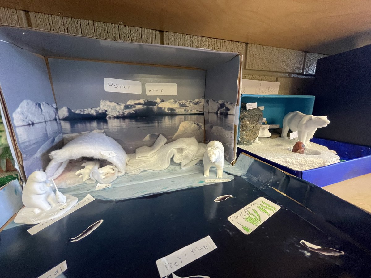 ms_ervick's tweet photo. Check out these awesome dioramas the Gr.4 Ss worked hard on to show their learning about #HabitatsandCommunities 🌿🦥☀️ https://t.co/NzHsI3nA1w