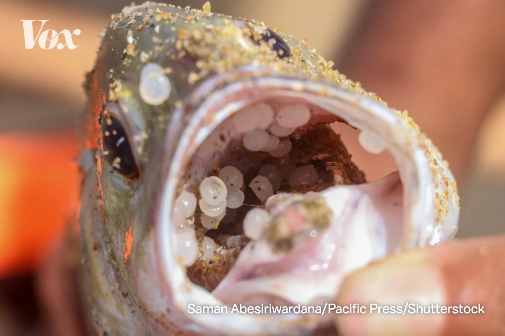 voxdotcom's tweet photo. In 2021, a container ship off the coast of Sri Lanka caught fire and sank, releasing an estimated 1,680 metric tons of nurdles in an incident the UN called “the single largest plastic spill on record.” https://t.co/zD94AYmbnr https://t.co/lo0igqTKzI