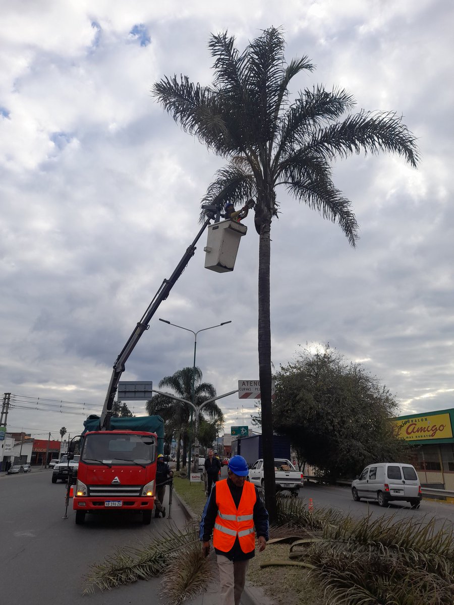 conycolorito's tweet photo. Hoy la subsecretaría de Espacios Verdes, realizó la limpieza y poda de Palmeras en Av Paraguay.

Además esta semana se podó calle Güemes y Av. Bélgica.
#estamoshaciendo
@GobCiudadSalta
@RomeroBettina https://t.co/PLpALHW5Wa