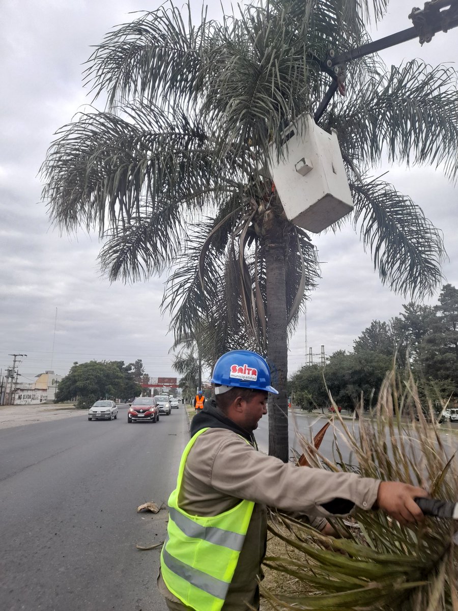 conycolorito's tweet photo. Hoy la subsecretaría de Espacios Verdes, realizó la limpieza y poda de Palmeras en Av Paraguay.

Además esta semana se podó calle Güemes y Av. Bélgica.
#estamoshaciendo
@GobCiudadSalta
@RomeroBettina https://t.co/PLpALHW5Wa