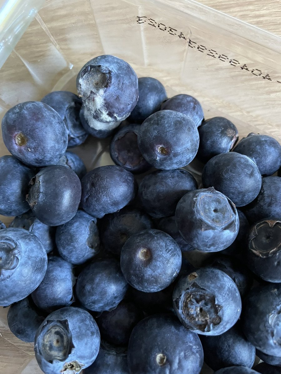wrighty269's tweet photo. @Tesco thanks for the moldy blueberries 😒 https://t.co/ucNUWsS56I