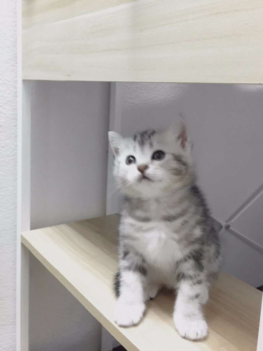 enji2202's tweet photo. ห้องเรามีแมวนะ https://t.co/evuz4vIP9k