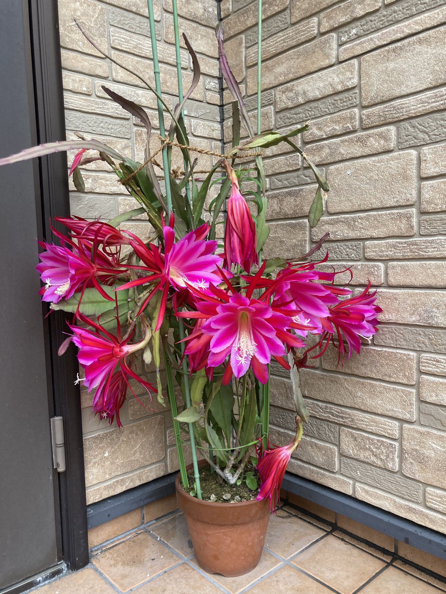 じゅりあ Twitter पर 花が上手に育てられない私に これならお前でも大丈夫と父がくれた クジャクサボテン 毎年家庭訪問の頃咲いてくれて 殺風景な我が家を華やかにしてくれる そしていつも元気をもらう 今朝 乱れ咲き なんとなく花言葉を調べ