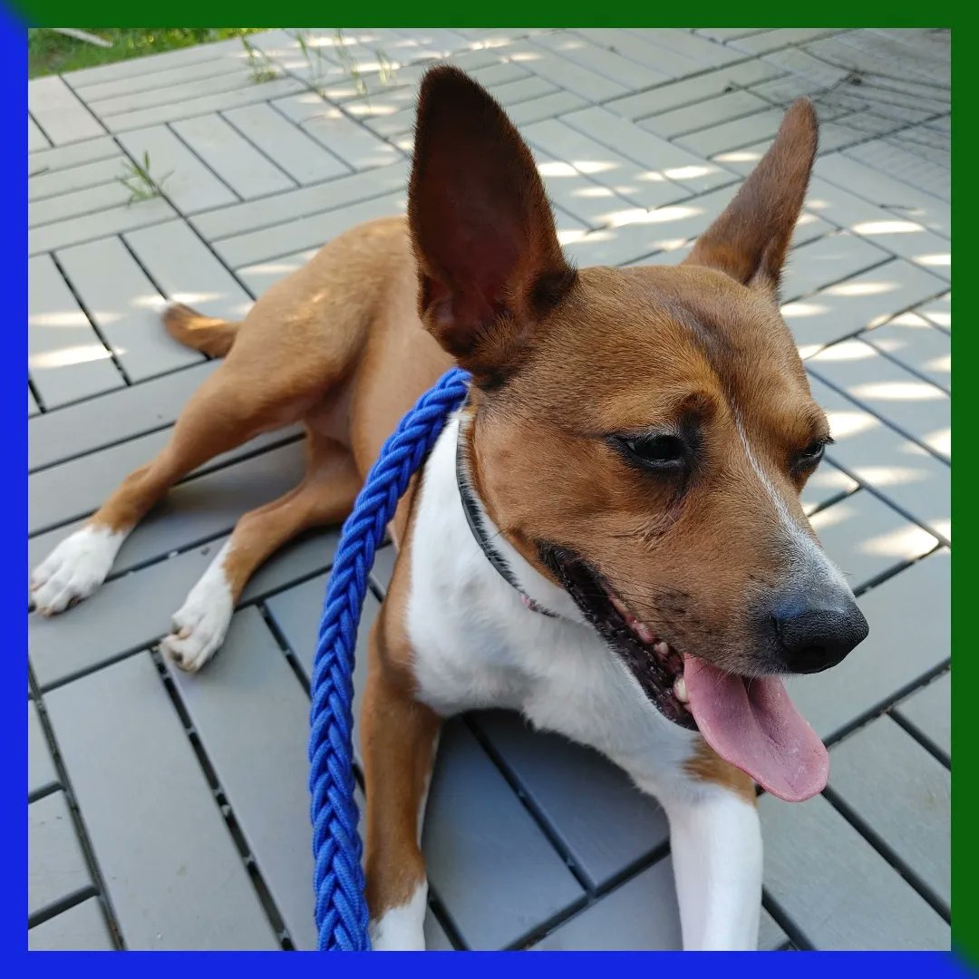 CoilandTalon's tweet photo. We are taking care of my sister's dog for a week while she's out of town. This is Georgi! She's a good girl!
Though Gambit was quick to put his paw down as the boss of this household!
What animals have you played with recently?
-Jay & Georgi
.
#CoilAndTalon #DogSitting #DogUncle https://t.co/f3FkeDMOzD