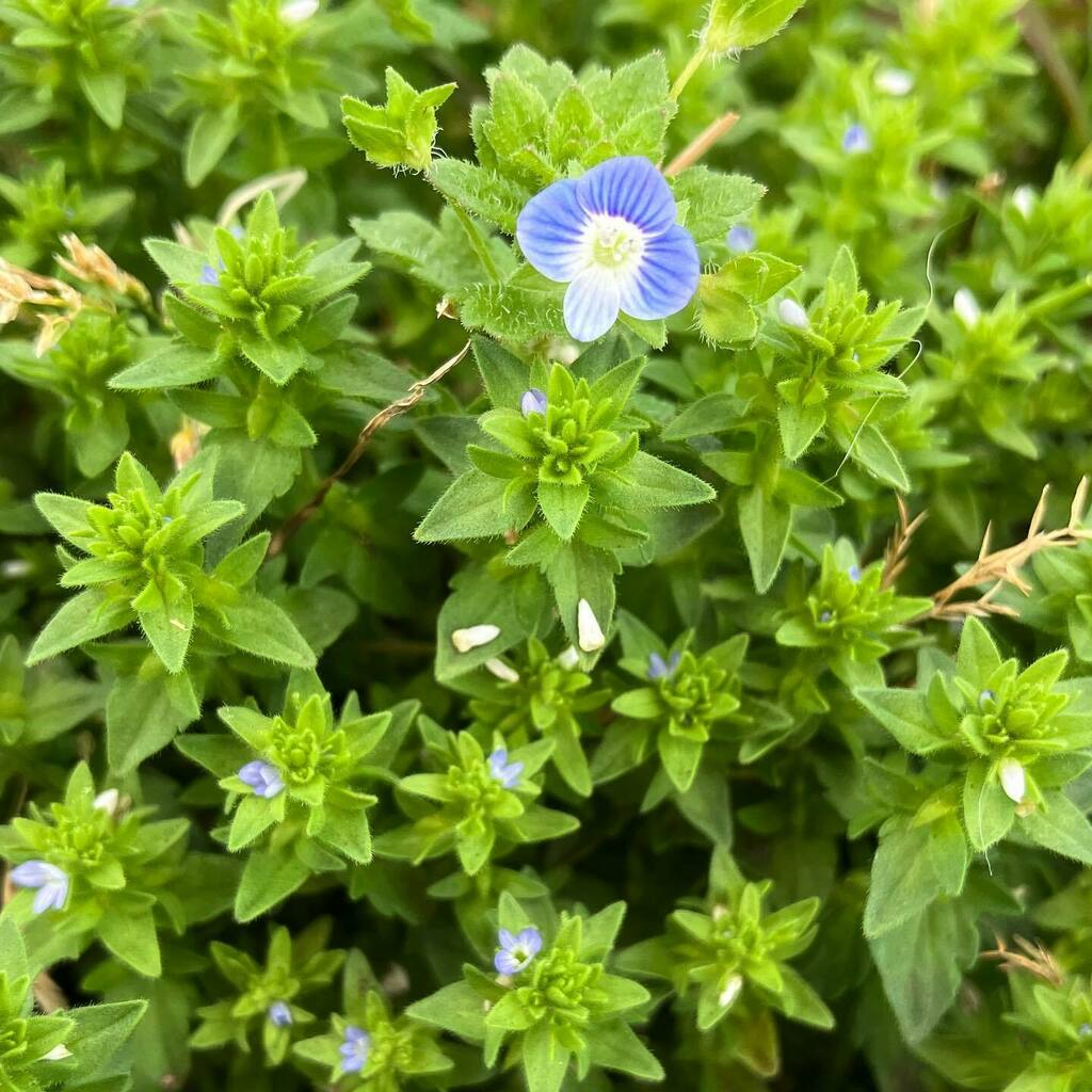 NaokiMazda's tweet photo. 大きさ比較のよい見本が撮れました。
2022.04.25
#オオイヌノフグリ #persianspeedwell
#タチイヌノフグリ #cornspeedwell
#大蔵海岸 #明石の生きもの #明石市 https://t.co/plaA2nNpk7 https://t.co/d4LgHw1l8h