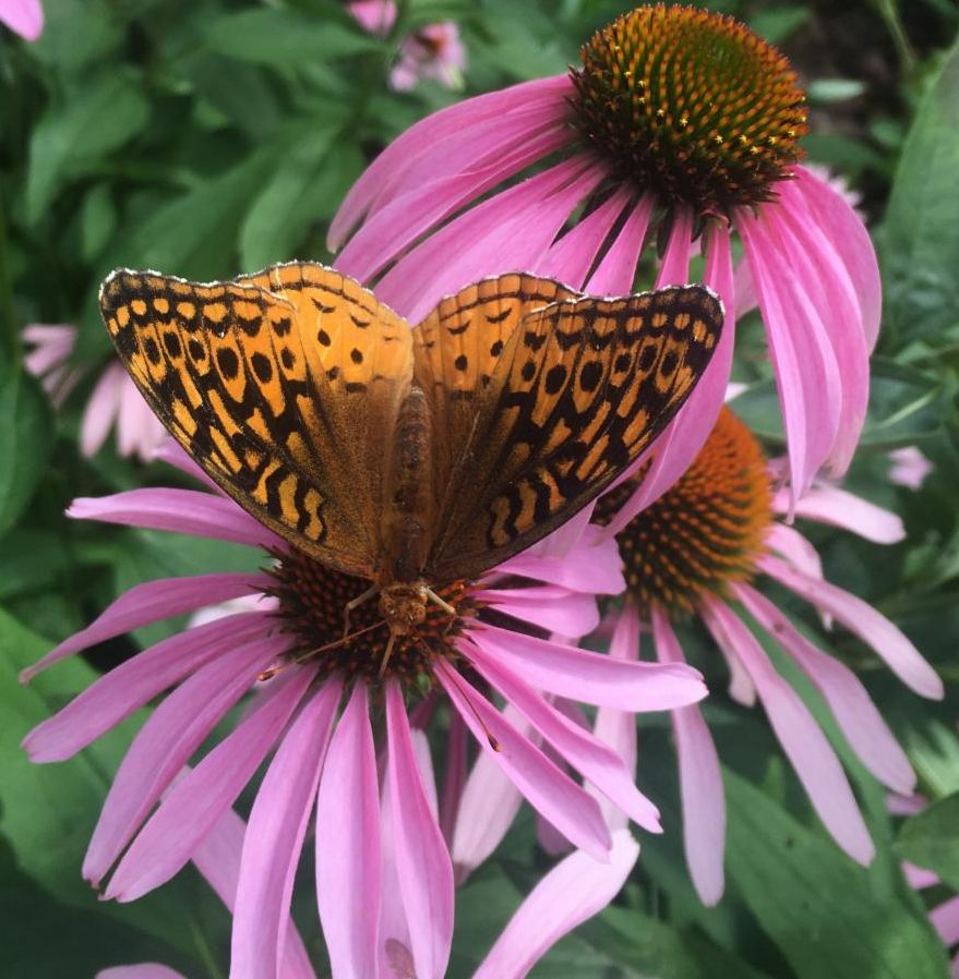natshoretech's tweet photo. Read our May Newsletter featuring 10 great native plants to keep things looking more "formal". Then stop by our retail sales to pick them up!  https://t.co/wanzPWRi09 https://t.co/qePKWxqfGI