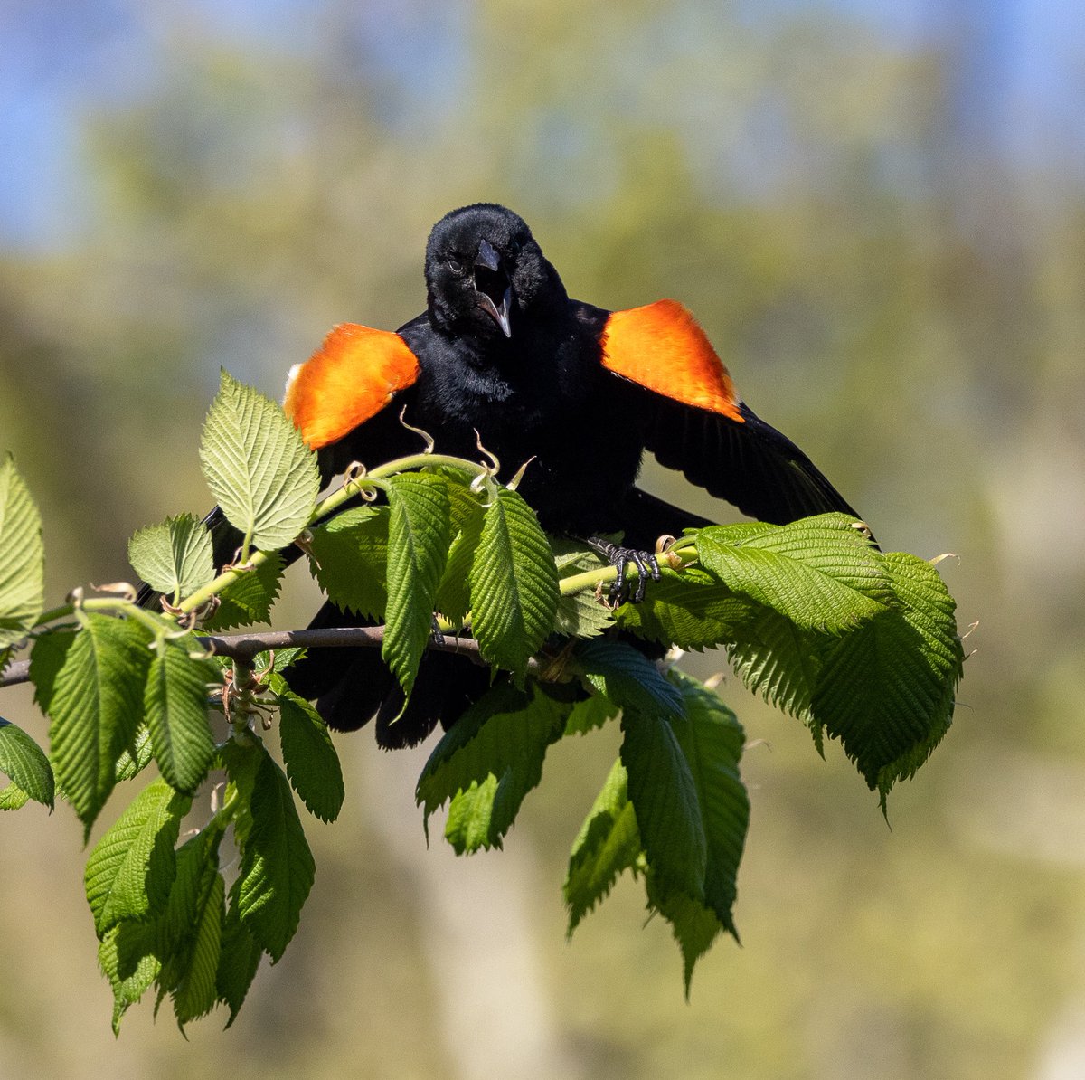 HartselFindBird's tweet photo. Red-Winged Blackbird taken on yesterdays @LinnaeanNY walk in Central Park #birdcp #birdcpp https://t.co/dgk5aF86KK