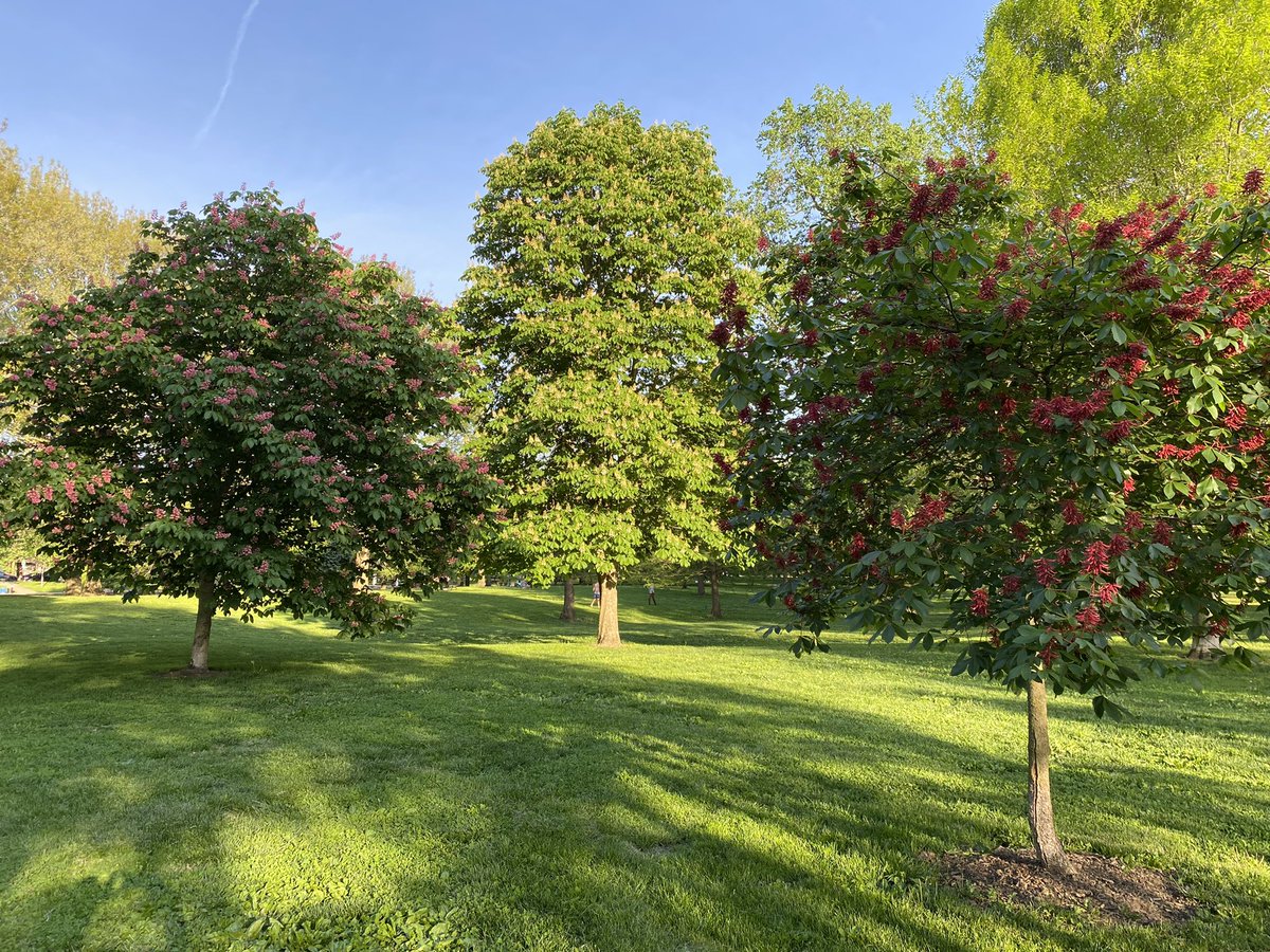 GoodaleParkFrnd's tweet photo. Psssst…. the Buckeyes and Horsechestnuts are blooming https://t.co/95FOgU96Mn