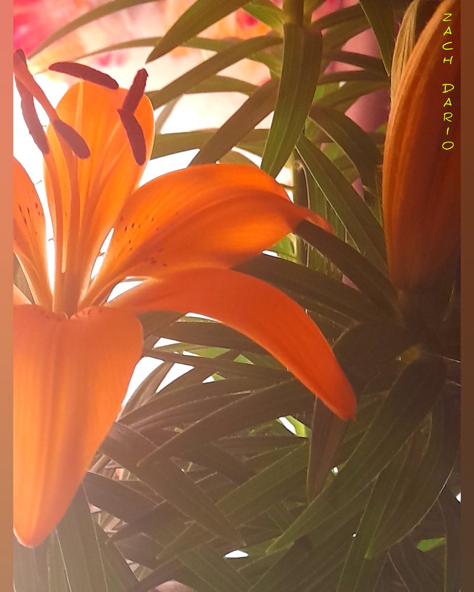 dimensionzbrand's tweet photo. Lily's

#Photography #plantphotography #Visiontrain #biology #Dimensionz #artwork #NFT #NFTCommunity https://t.co/s5TTEzp7Xq