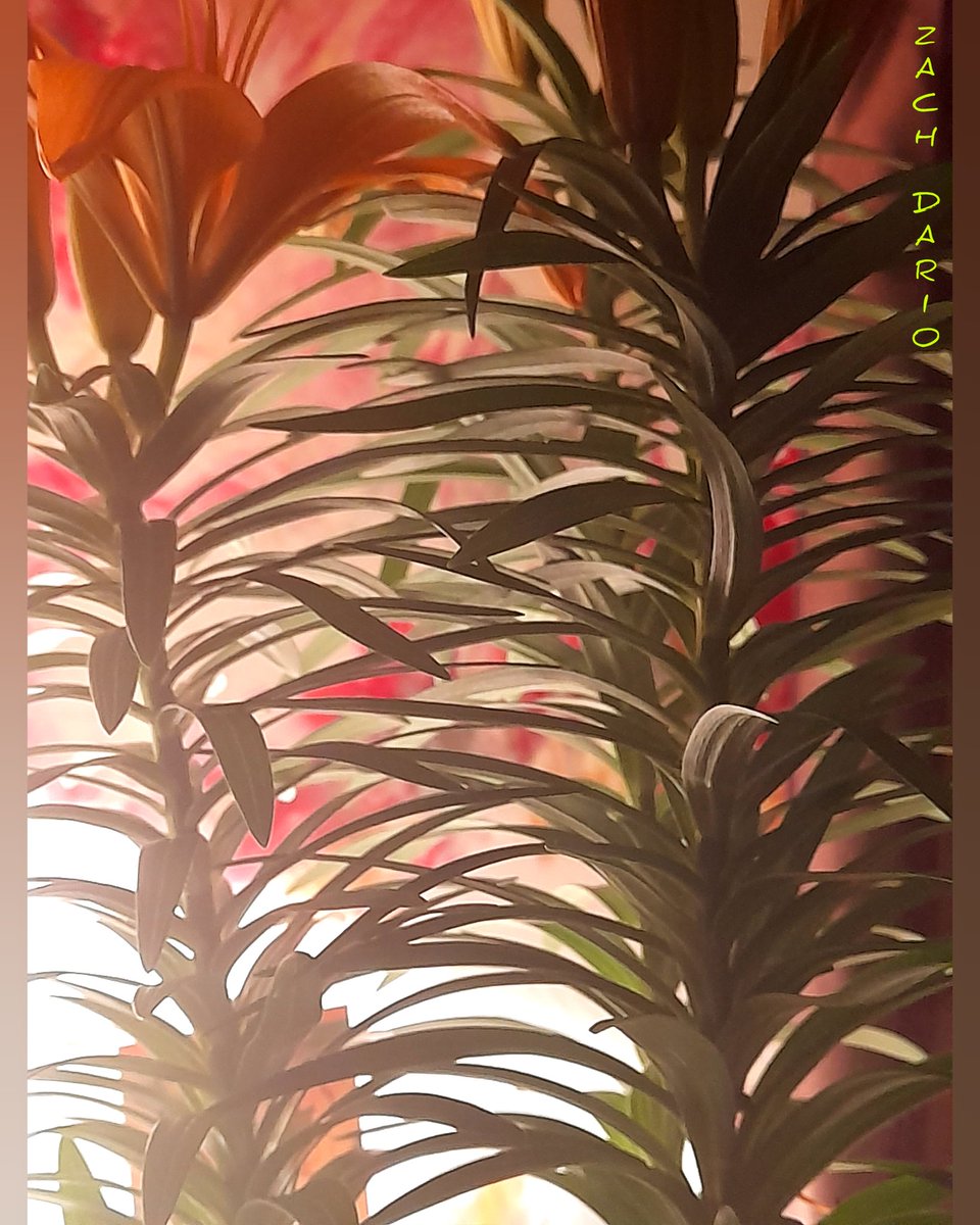 dimensionzbrand's tweet photo. Lily's

#Photography #Visiontrain #Artwork #ZachDario #Plants #NFTCommunity https://t.co/AIAxu23diV