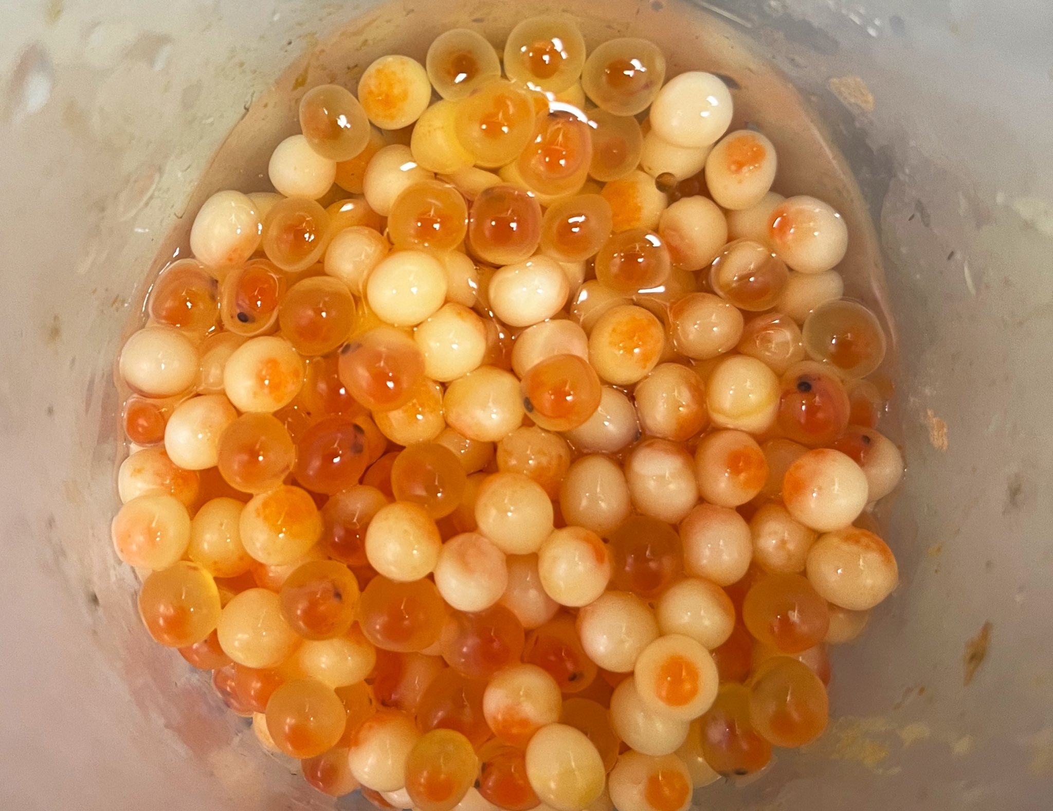 Lian Kwong on X: If you ever wondered what dead steelhead eggs look like…  this is it…🍳 #steelhead #salmon  / X