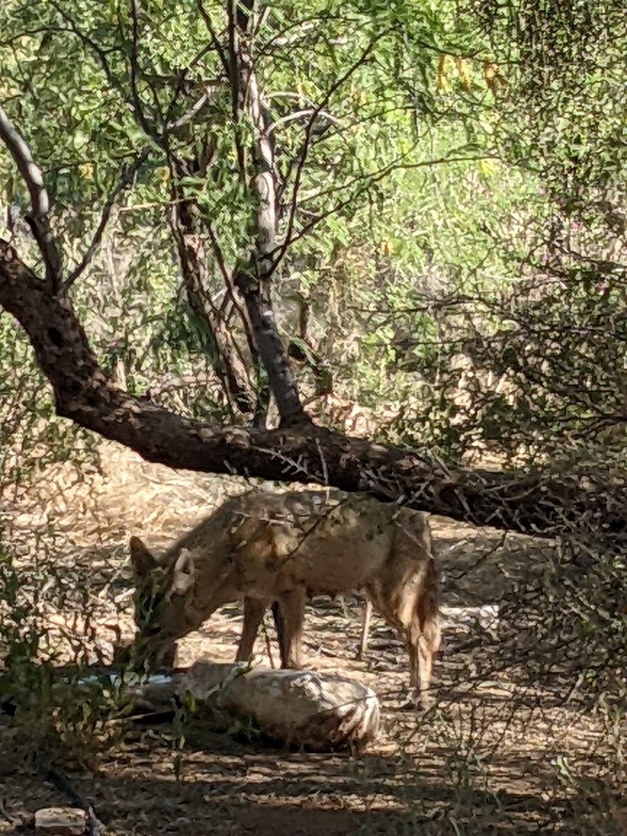 New water placement new morning visitor #sonorandesert