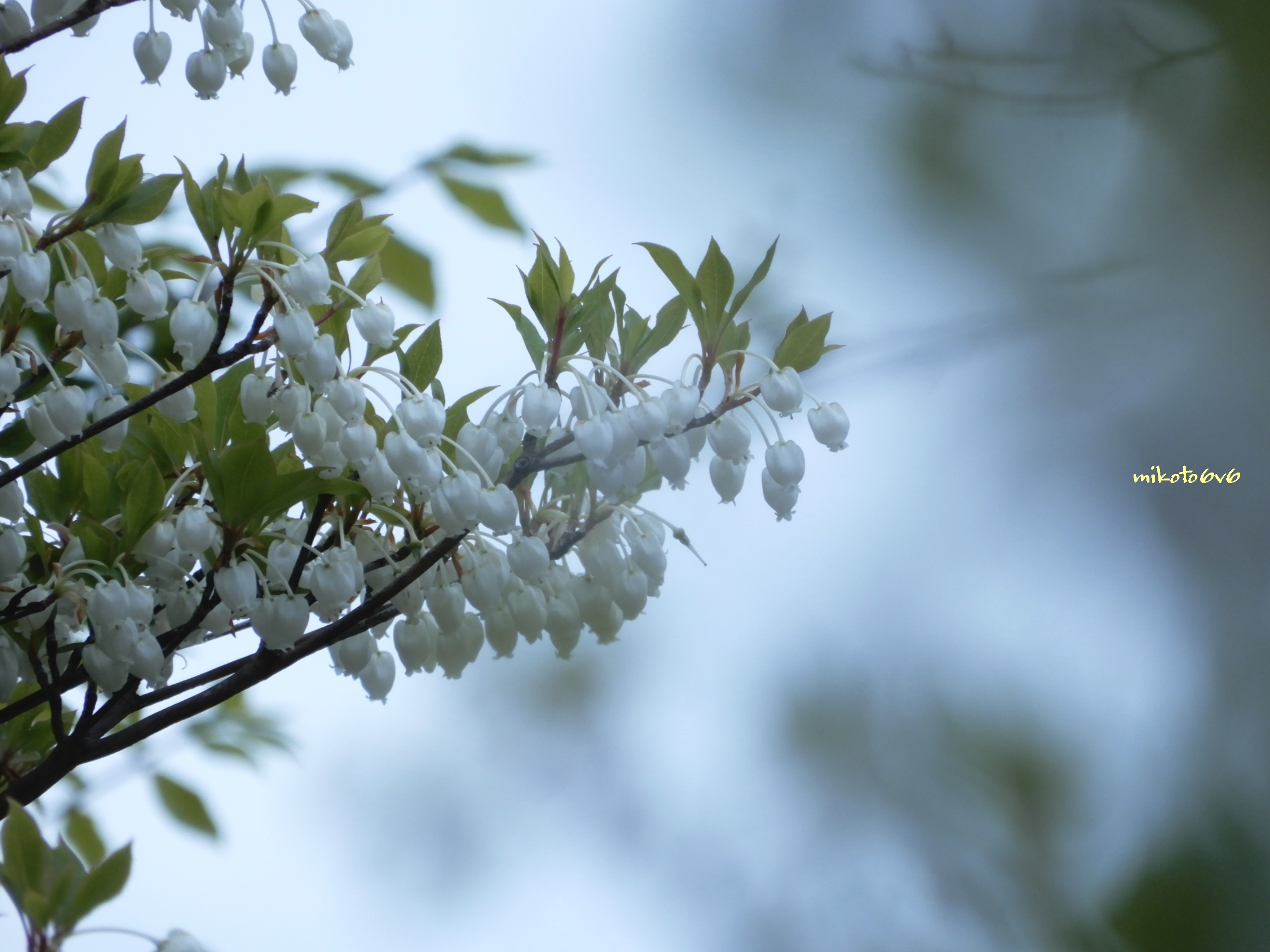 満天星躑躅 Twitter Search Twitter