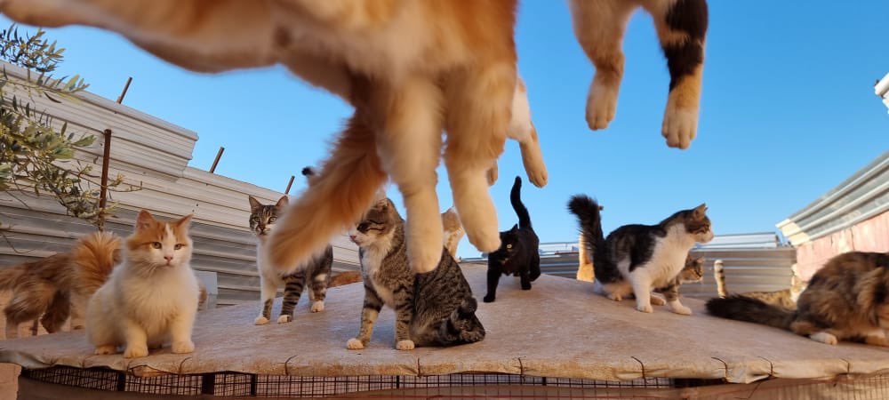 theAleppoCatmen's tweet photo. Good morning ☀️ https://t.co/AOKwKZbdbn