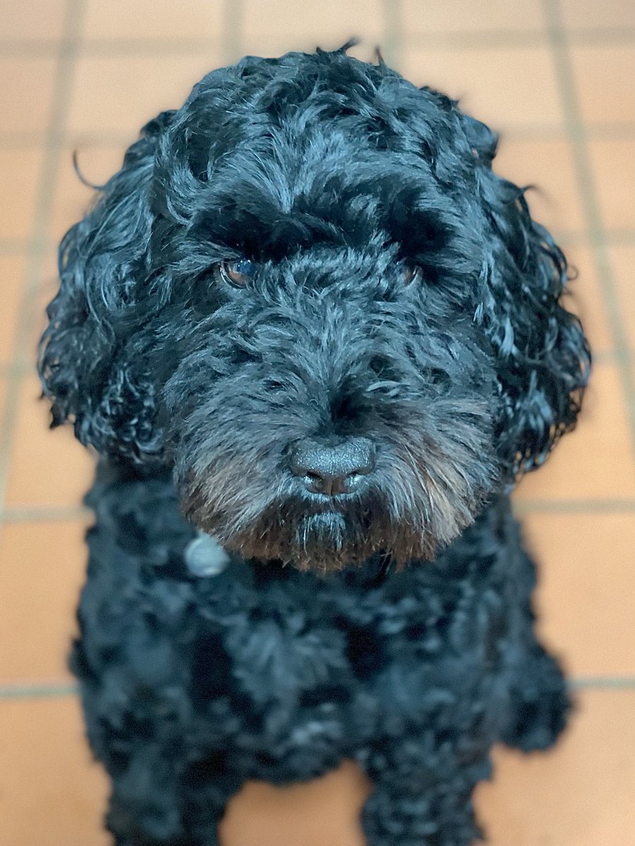 MaryLoudonNovel's tweet photo. It’s not easy to take photos of black  #cockerpoos in which you can actually see their eyes.

So, this portrait of my #pup represents a tiny personal triumph. 

(It’s the little things in life …)

#dogs #love #loyalty #puppyeyes https://t.co/5q6t1nYXNI