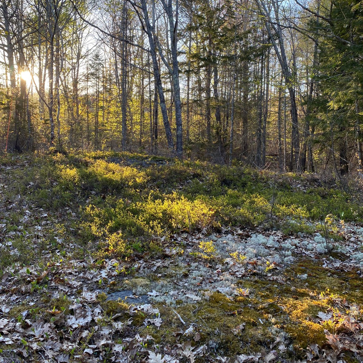 Lanterna tweet media