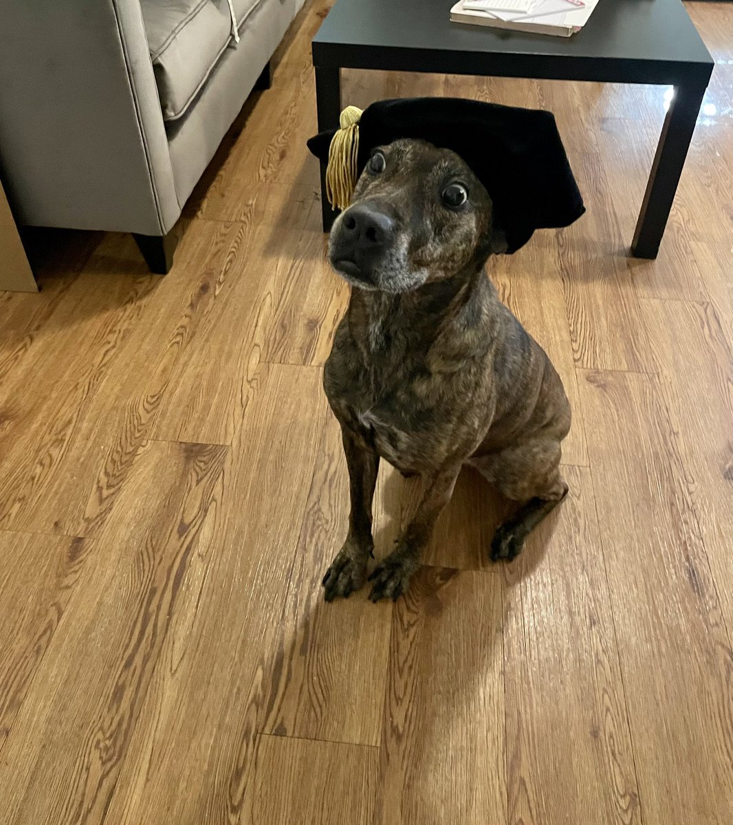 DocBolenELA's tweet photo. Family and friends, Kona says let’s wrap this school-thing up. I will be doing graduation announcements at some point soon. Please message me your address if you would like one! https://t.co/UaNrchvN84