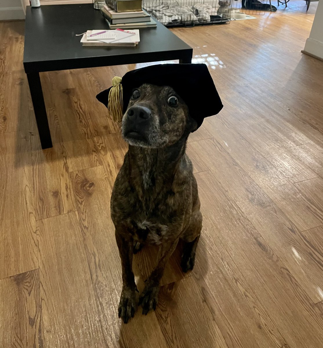 DocBolenELA's tweet photo. Family and friends, Kona says let’s wrap this school-thing up. I will be doing graduation announcements at some point soon. Please message me your address if you would like one! https://t.co/UaNrchvN84