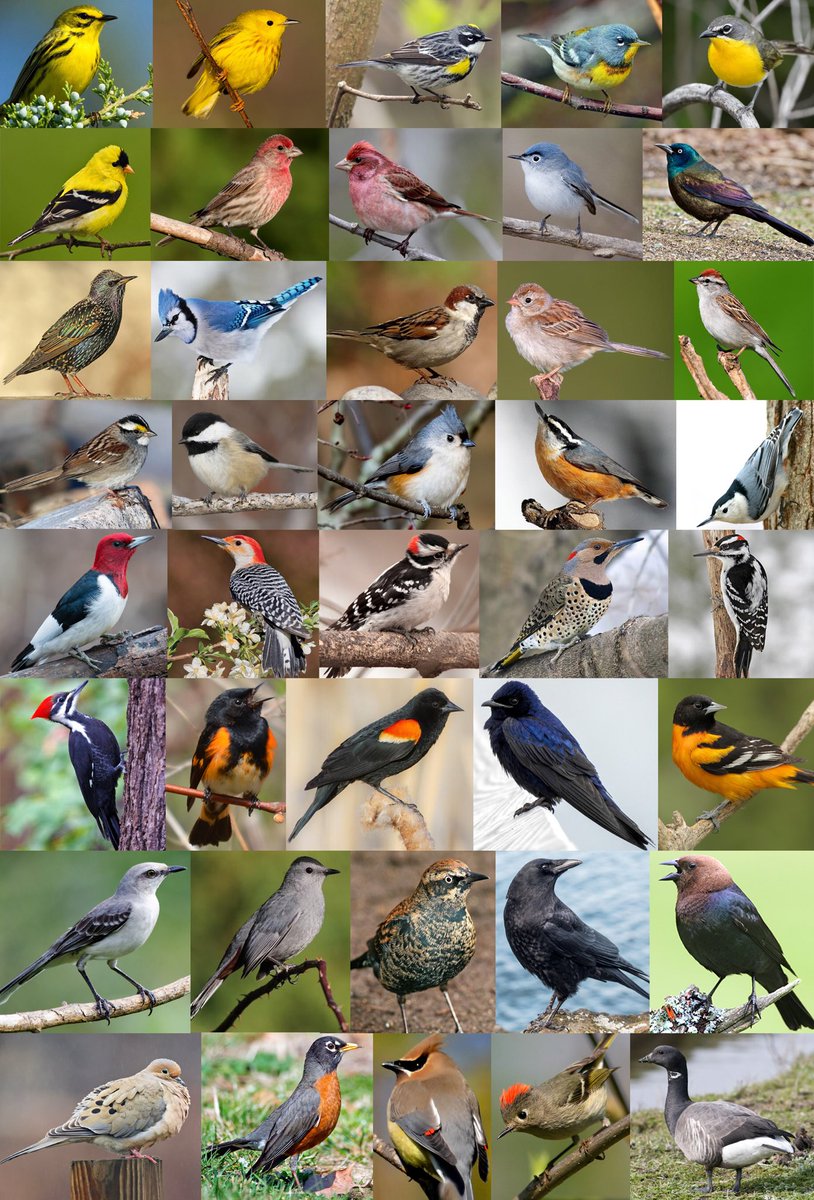 CreatureDesigns's tweet photo. It’s amazing the amount of birds that were picked up by the Merlin Bird ID app just in my backyard #Cornelllab #MerlinbirdID https://t.co/N9nnGsOLEl
