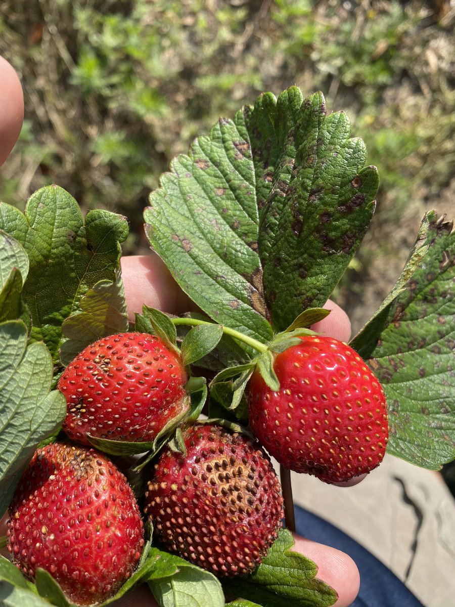 BSuthAg's tweet photo. Neopestalotiopsis on strawberry https://t.co/qAvzJ51Edt