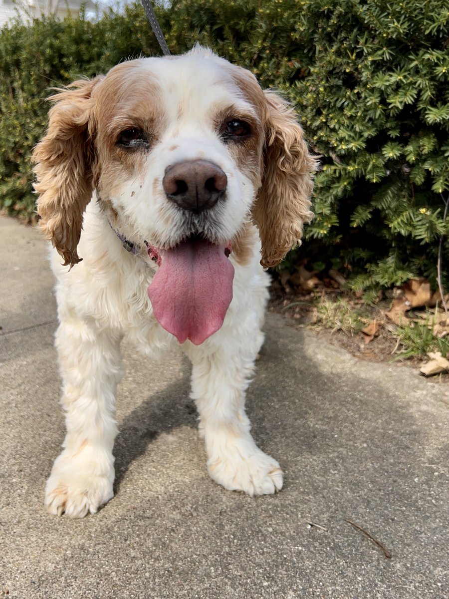 I’ve Pet That Dog tweet media