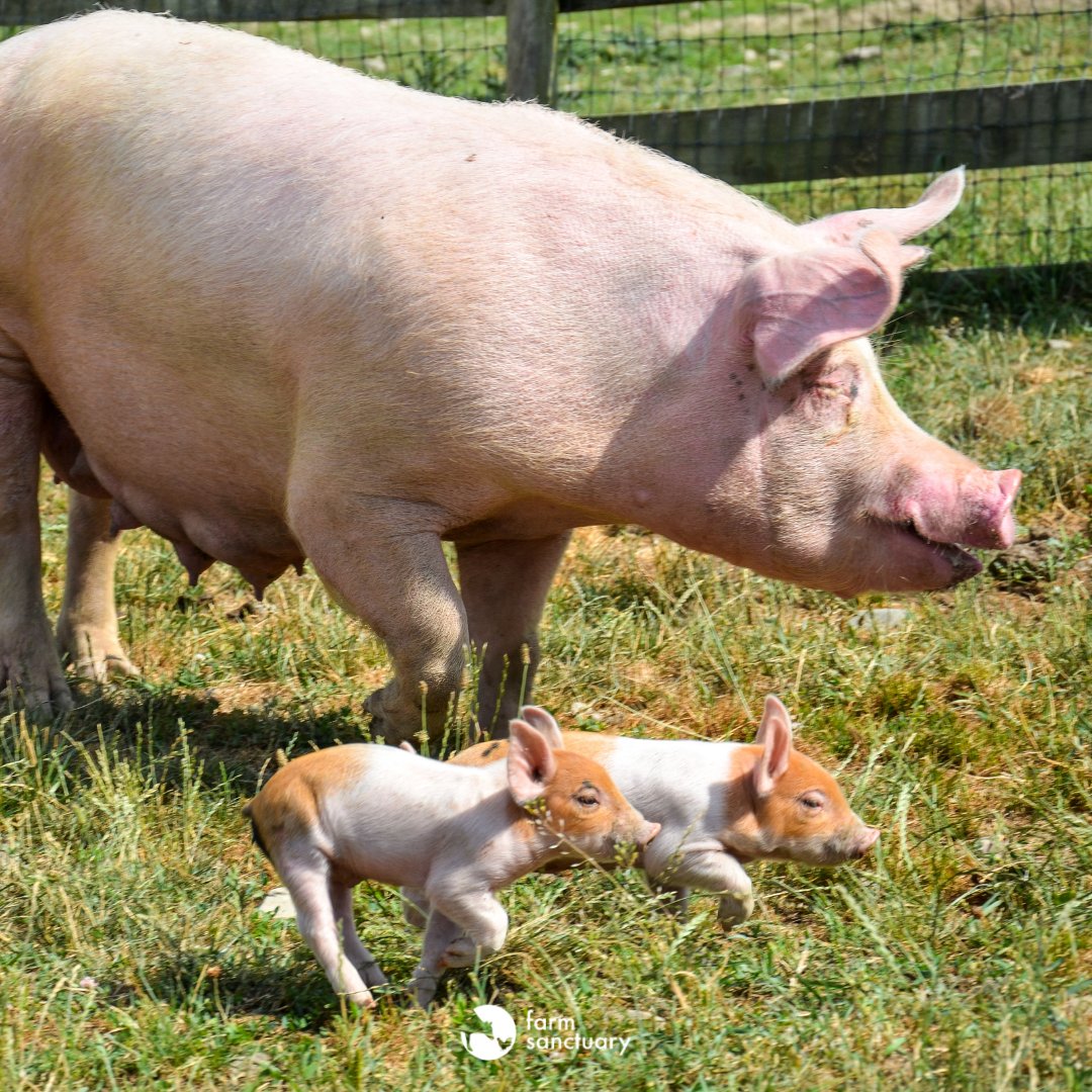 Farm Sanctuary tweet media