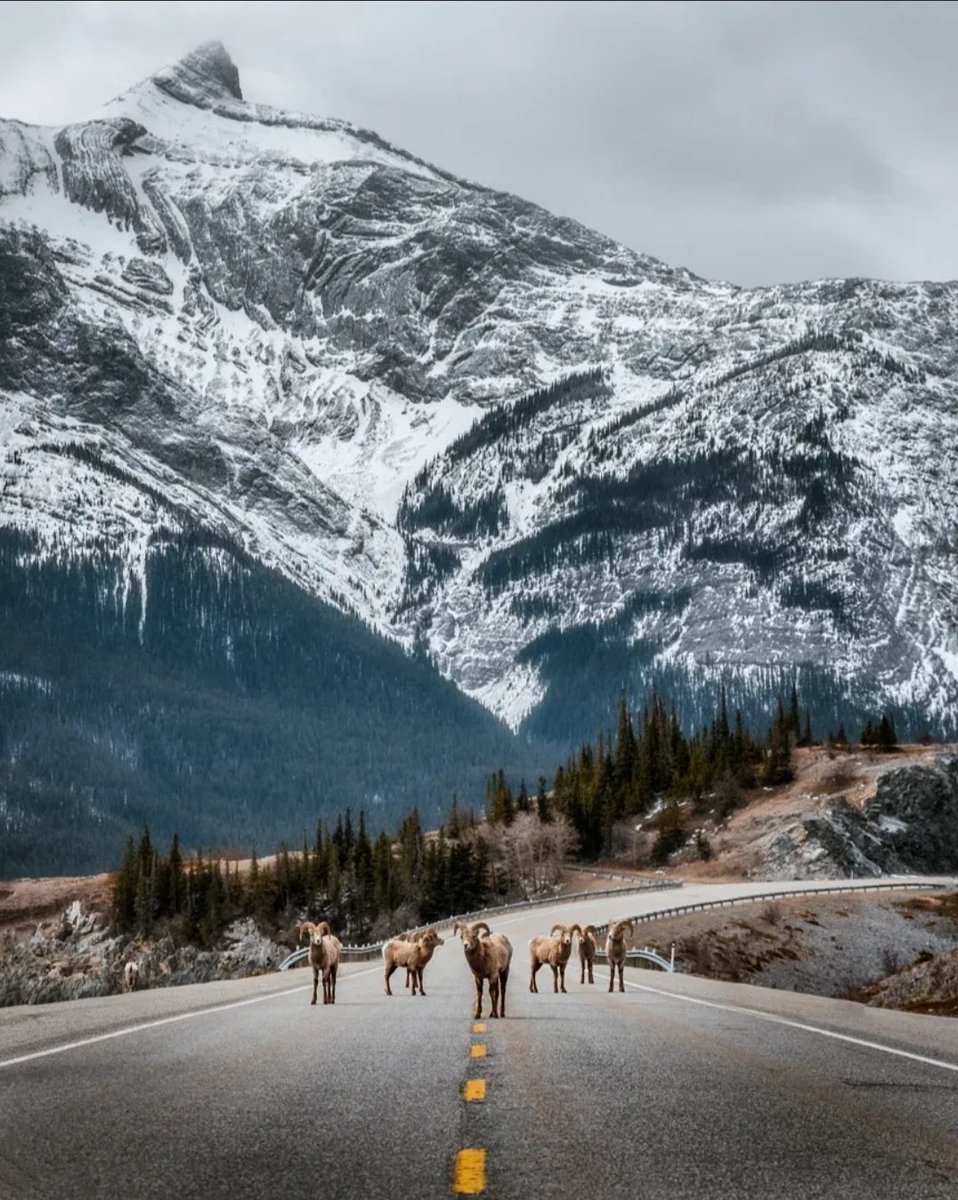 danschyk's tweet image. Alberta traffic jam
