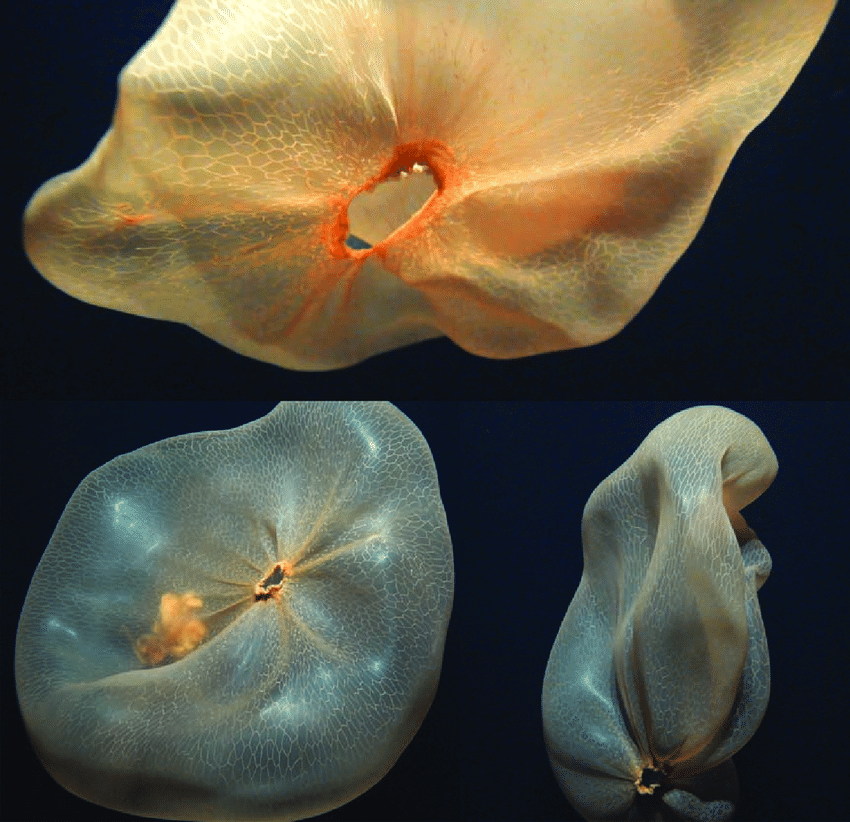 Weird Animals on Twitter: 