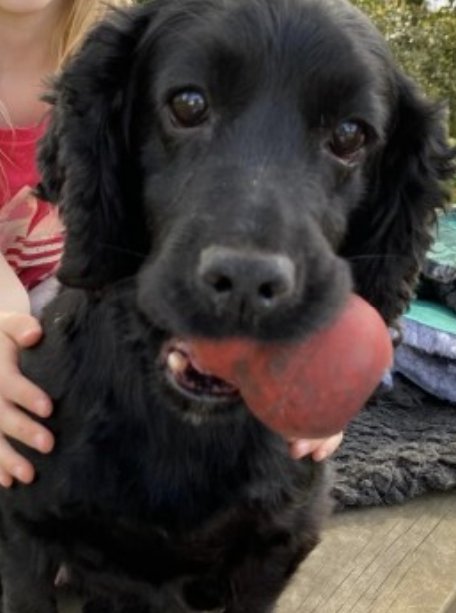 bs2510's tweet photo. JAZZ #SpanielHour #STOLEN

Female #CockerSpaniel Adult Black Microchipped

#Missing 27 Apr 2022 #Kinnerton #Prestiegne #Wales LD8
Jazz was shut in kennel with another spaniel. When got home was greeted on drive by other spaniel Jazz hasn’t been seen

https://t.co/JwnmEXWe9P https://t.co/vhOuk3VcJB