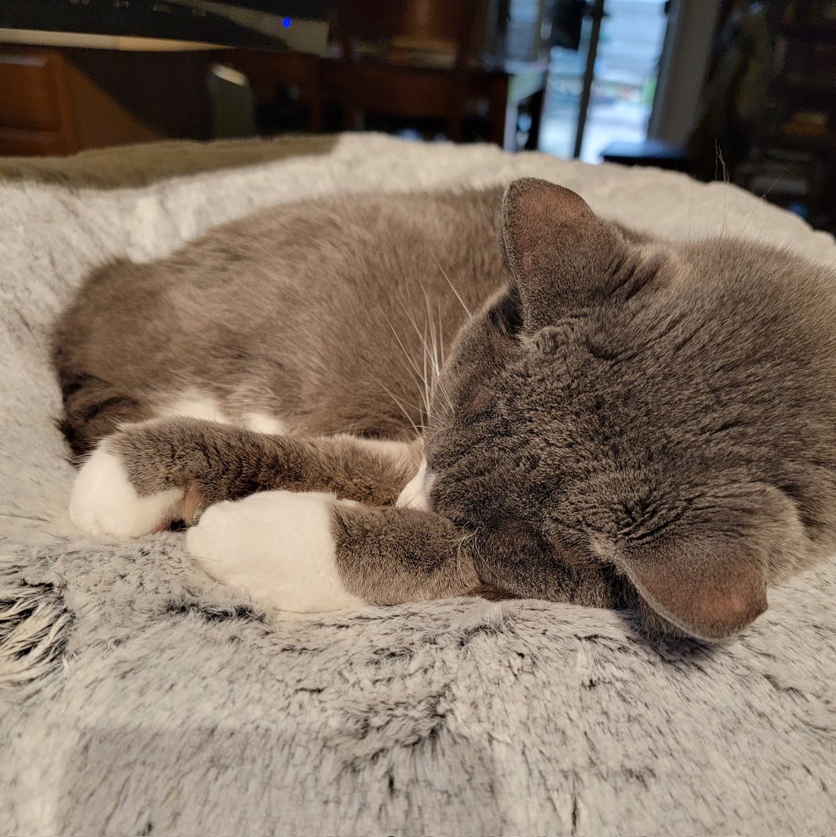 TroyReinvented's tweet photo. My chief researcher is snoring.
#cats #catsoftwitter #writer #scriptsavailable #truecrime https://t.co/Fmd86yLn83