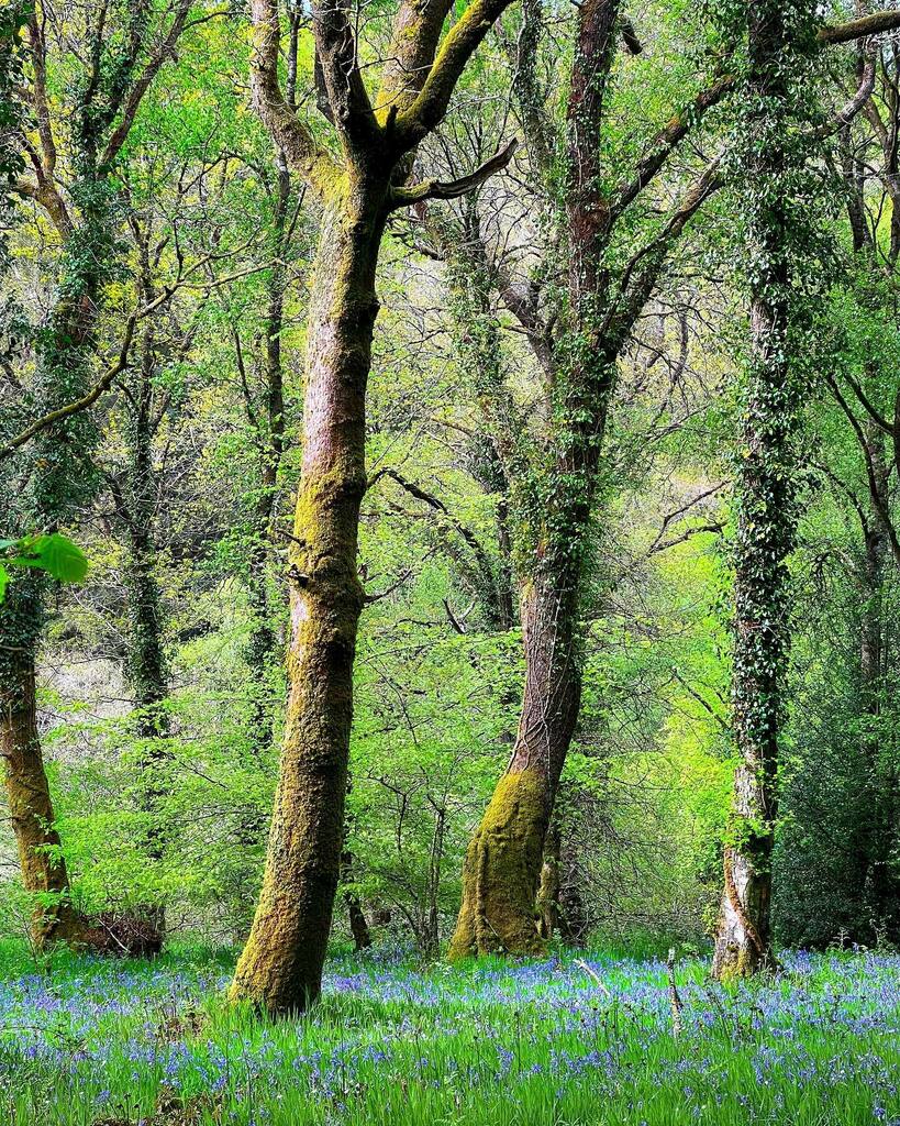 - REAL LIFE MAGIC -

There is magic to be found everywhere you just have to open your EYES✨

Ancient woodlands, blossoming bluebells, dappled light, and fresh clean air 🌿

P.S. Gold star if you can spot little Mabel Mouse on her adventures 🌟
.
.
.
#a… instagr.am/p/CdbcAn0Iwto/