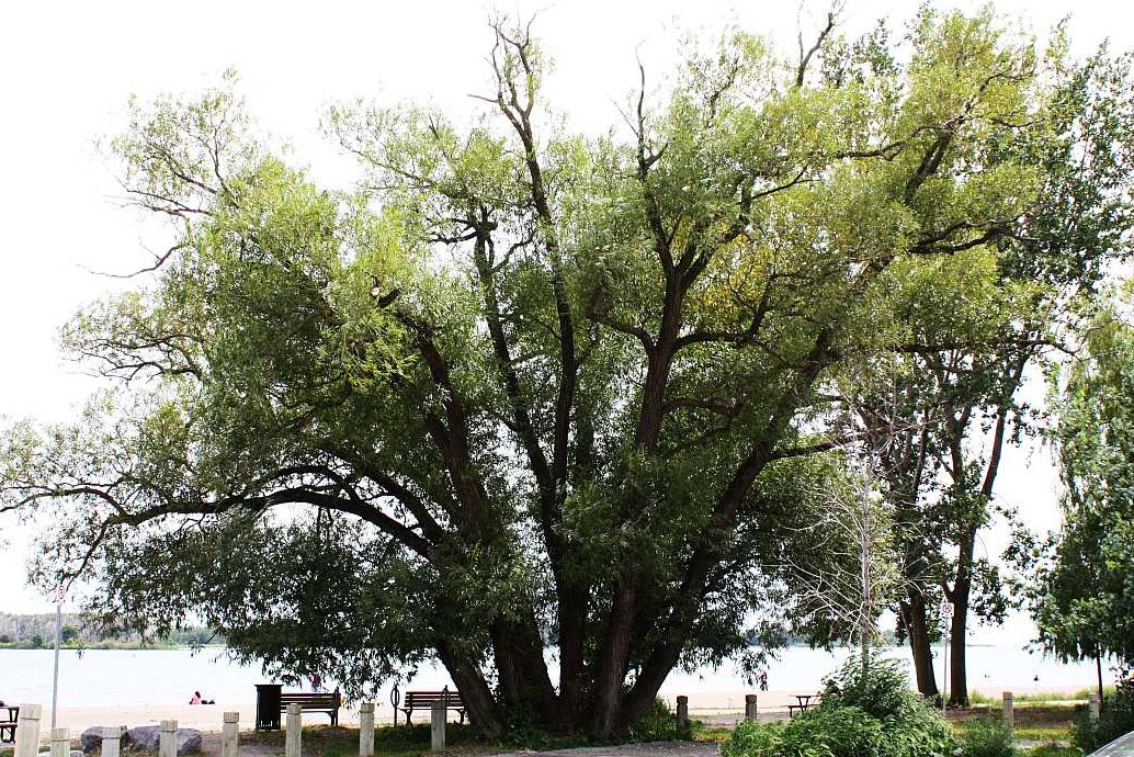 alltrees4ever's tweet photo. Sisters - Black Willows by the water #trees #forest #woodlands #urbanforest #nature #forestbathing https://t.co/bEmRLw8ceP