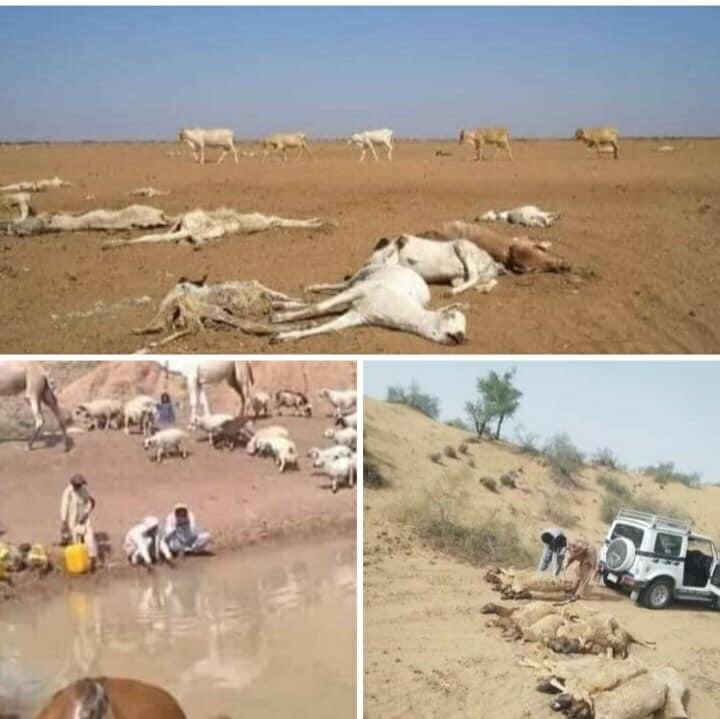 iam_Faiz18's tweet photo. @PDMABalochistan must engage with @phedhry to tackle out this disasterous high appealing issue on urgent basis. The life is at the verge of chaos &amp; breathing its last in Pirkoh as the water scarcity has shaped terrible conditions.
#PirKohNeedsWater
@BugtiGohram
@PakSarfrazbugti https://t.co/V0ZhrF5EZM