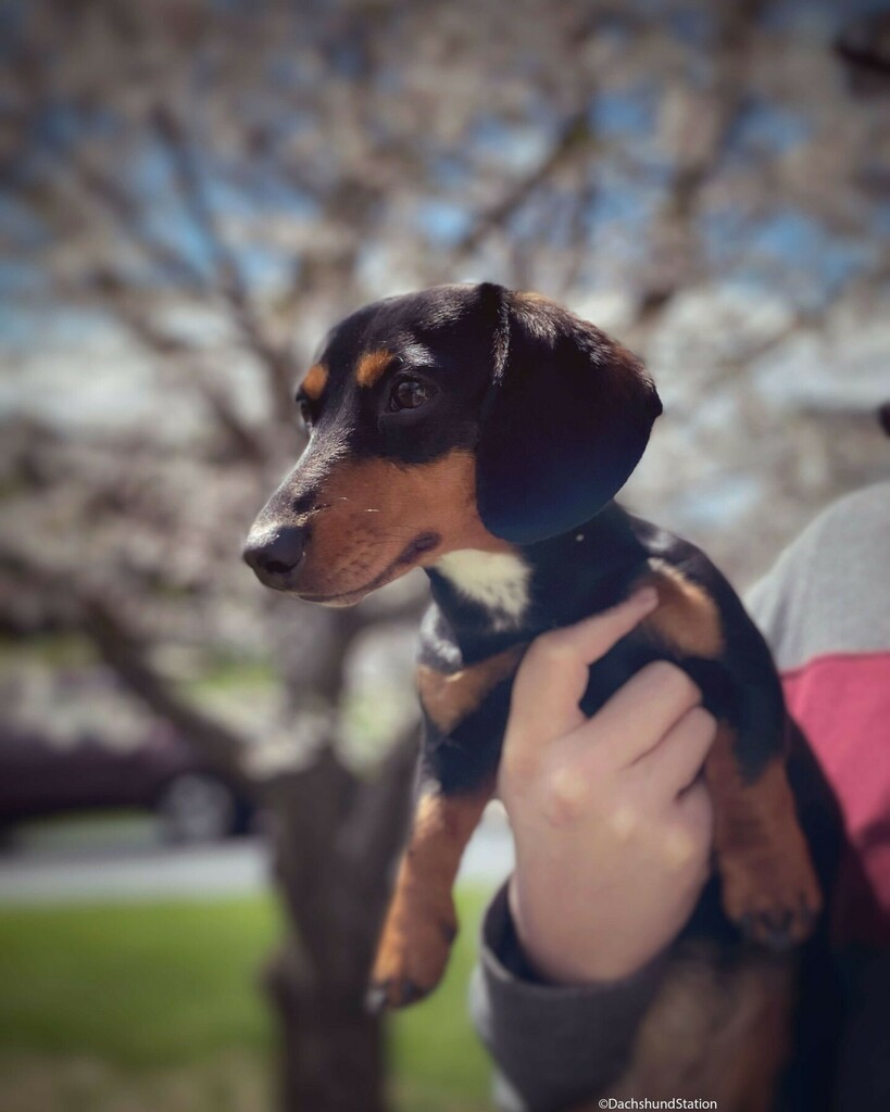 Miss Gretta 💖💖💖⁣
.⁣
.⁣
#minidachshund #sausagedog #miniaturedachshund #dachshundofinstagram #instapets #dogsofinstagram #doxie #dappledachshund #puppiesofinstagram #weinerdog instagr.am/p/CdbbXV1OR-M/