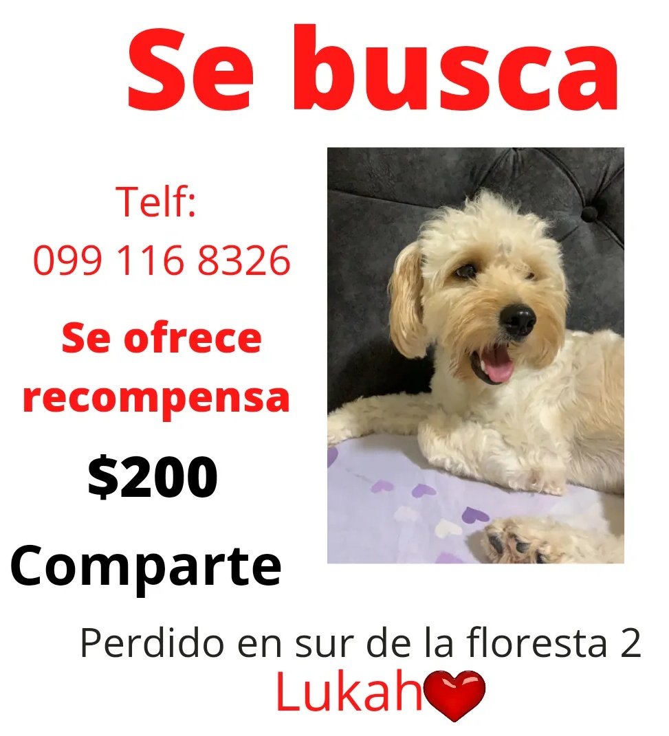 AlertaMePerdi's tweet photo. #PERDIDO #GUAYAQUIL 
Nombre: #LUKAH
Fecha: 10/05/22
Sector: Sur, Floresta 2.
Sexo: Macho.
Raza: Cruza French.
Obsv.: Color blanco, tiene manchita color caramelo. Tiene corte con copete arriba en su cabeza.
Contacto: 0992473581
RECOMPENSA $ 200.00
¡Ayúdalo a volver!
#AlertaMePerdí https://t.co/hqlgu9GpjC