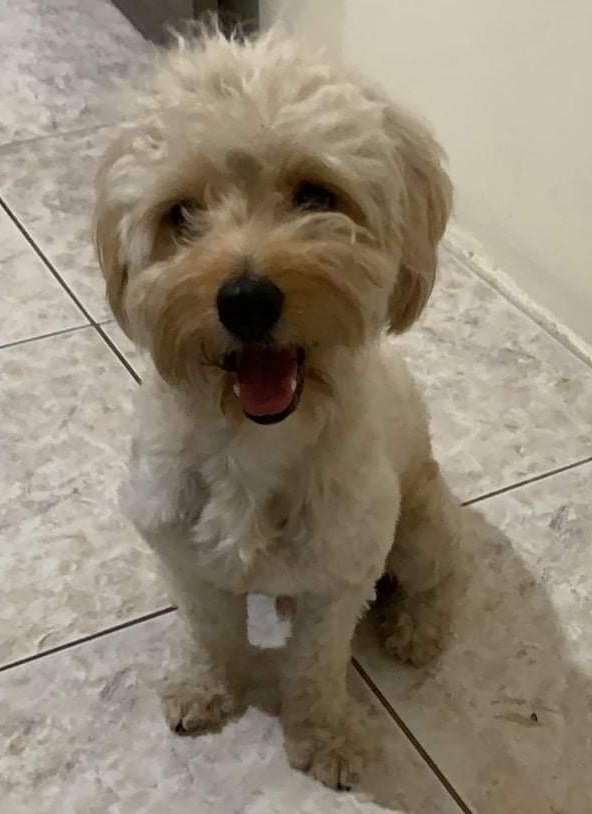 AlertaMePerdi's tweet photo. #PERDIDO #GUAYAQUIL 
Nombre: #LUKAH
Fecha: 10/05/22
Sector: Sur, Floresta 2.
Sexo: Macho.
Raza: Cruza French.
Obsv.: Color blanco, tiene manchita color caramelo. Tiene corte con copete arriba en su cabeza.
Contacto: 0992473581
RECOMPENSA $ 200.00
¡Ayúdalo a volver!
#AlertaMePerdí https://t.co/hqlgu9GpjC