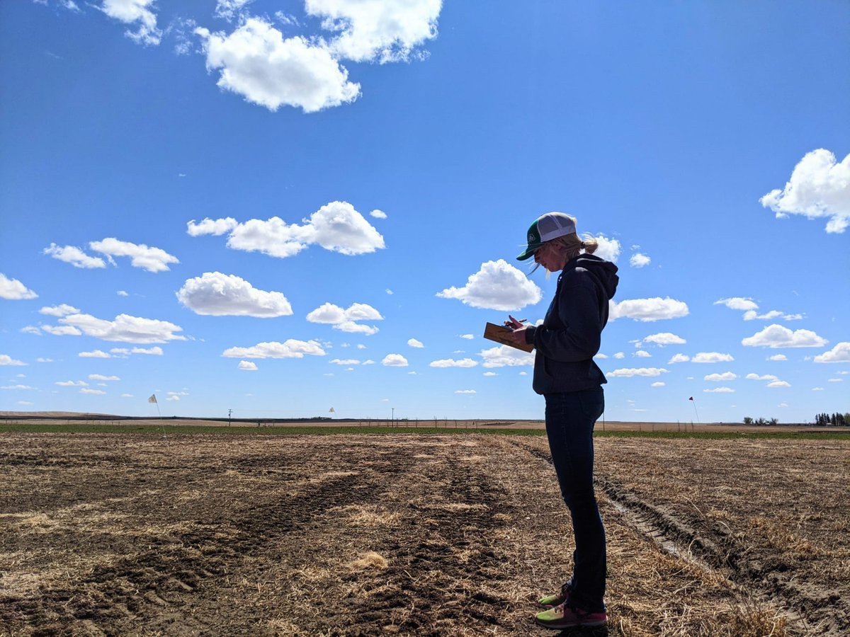 Our summer student, Kyrsten, looking exceptionally photogenic while guiding the Monosem! Today, they're seeding Canola in Purple Springs 🌤🌱!
📸: <a href="/carloherk/">Carlo Van Herk</a>
#westcdnag #farmingsmarter #Agriculture #Canola #plant22 
<a href="/SKOOBEY1/">Alexi Kubeczek</a> <a href="/GrowStewardship/">Jamie Puchinger</a> <a href="/killerkencoles/">Ken Coles</a>