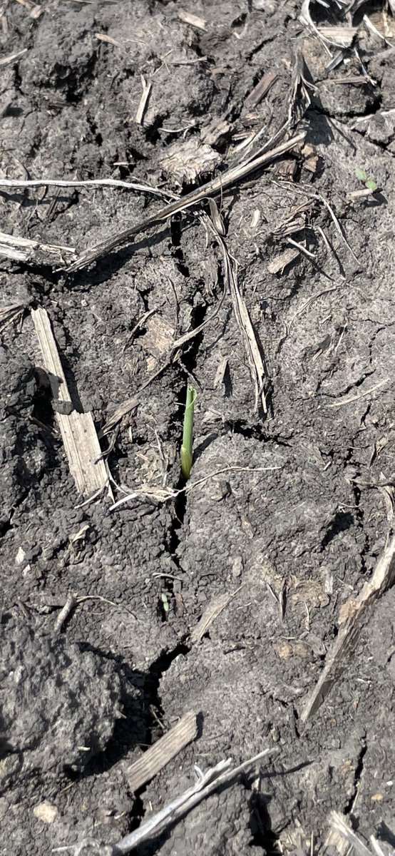 Allen Wiseman tweet media