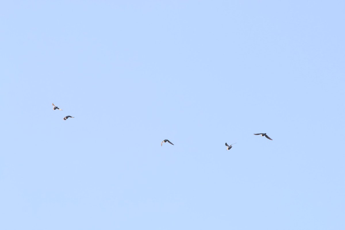 lanno22's tweet photo. 5 of the 23 (at least) Dunlin through Long Lane, Kegworth this evening @LROSbirds #notquickenough #recordshot https://t.co/iD4vQ5N8FA