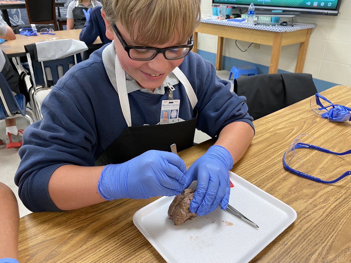 Causeytigers's tweet photo. Causey STEM students were medical detectives today, dissecting sheep brains to further investigate how our central nervous system regulates input and output signals in our bodies. https://t.co/OrpnA0g3Uw
