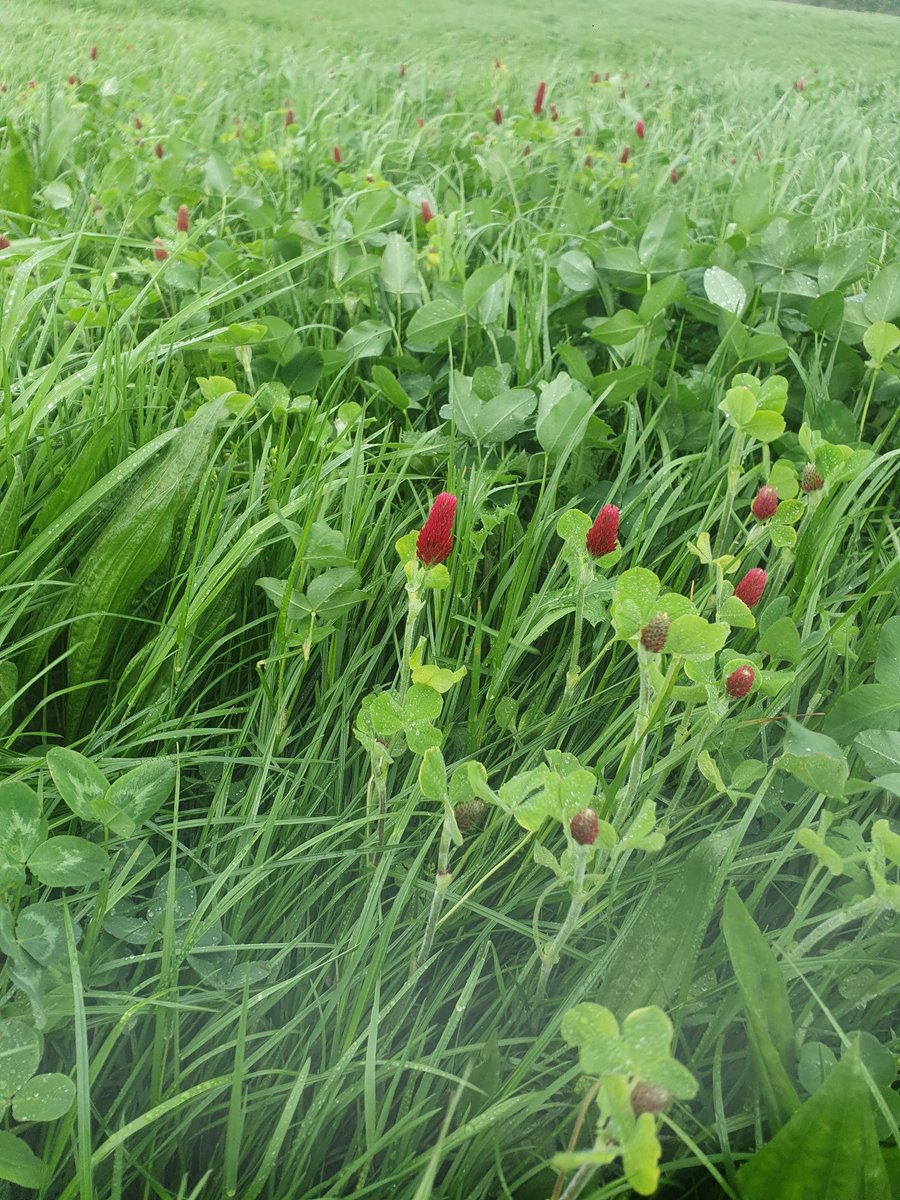 Herbal leys doing what they do best. Looking a picture @EdCTBrown <a href="/ssmsoilhealth/">Sustainable Soil Management</a>