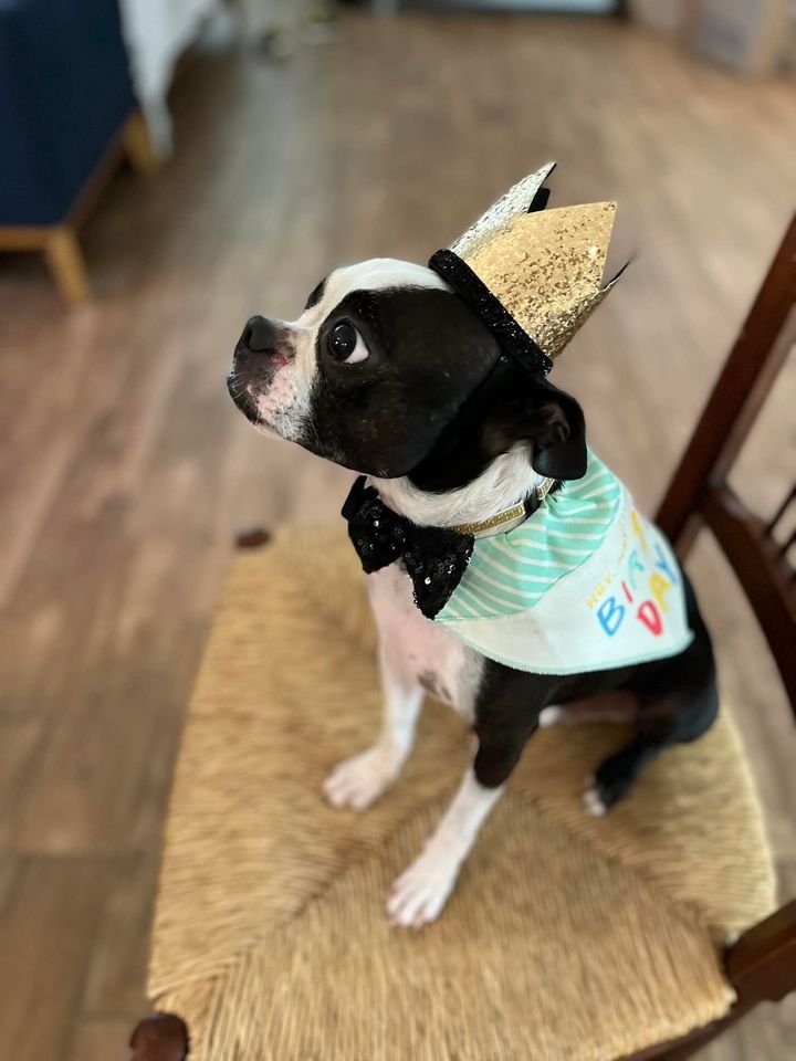 EraclidesGelman's tweet photo. Noah (Sean Callahan - Orlando) celebrated his 7th birthday last night with some doggy ice cream and new toys! Happy Birthday Noah! #EGPets https://t.co/3FfR4VWDMO