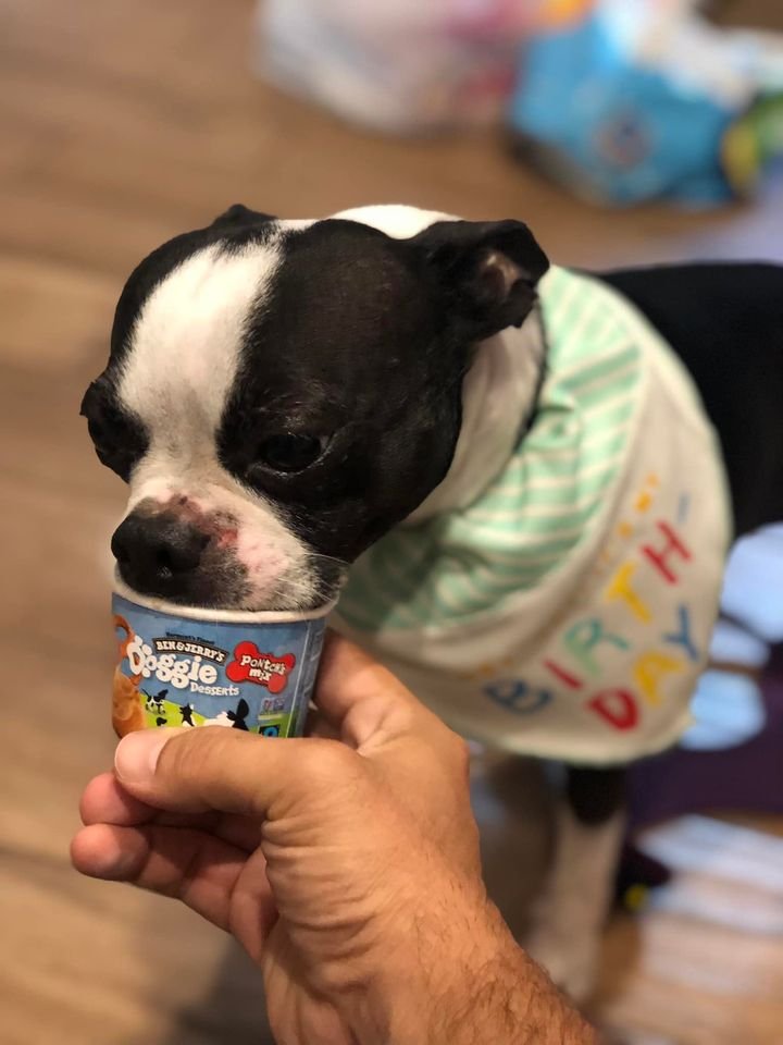 EraclidesGelman's tweet photo. Noah (Sean Callahan - Orlando) celebrated his 7th birthday last night with some doggy ice cream and new toys! Happy Birthday Noah! #EGPets https://t.co/3FfR4VWDMO
