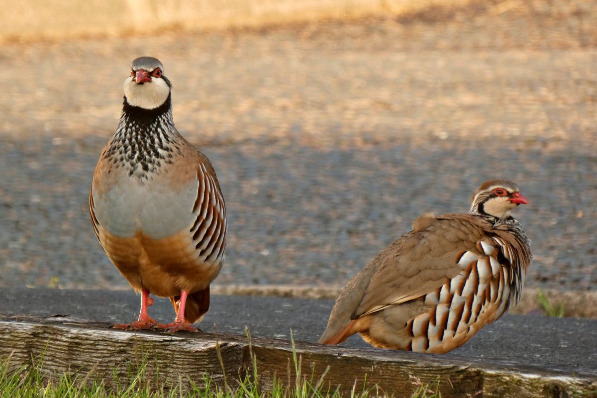 lesfisher6's tweet photo. We had visitors this evening. Heading your way now Colin. #Partridges #Redlegged #WildlifeWednesday https://t.co/s24BOAXg9z