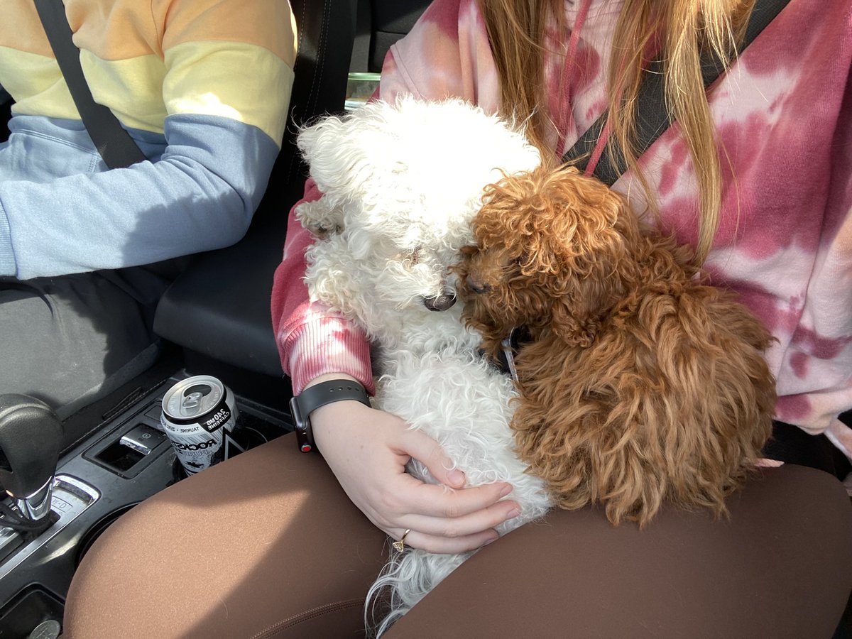 maya_jack_'s tweet photo. GIO + MILLIE 4EVR 🥰 https://t.co/gSOzVXkOjo
