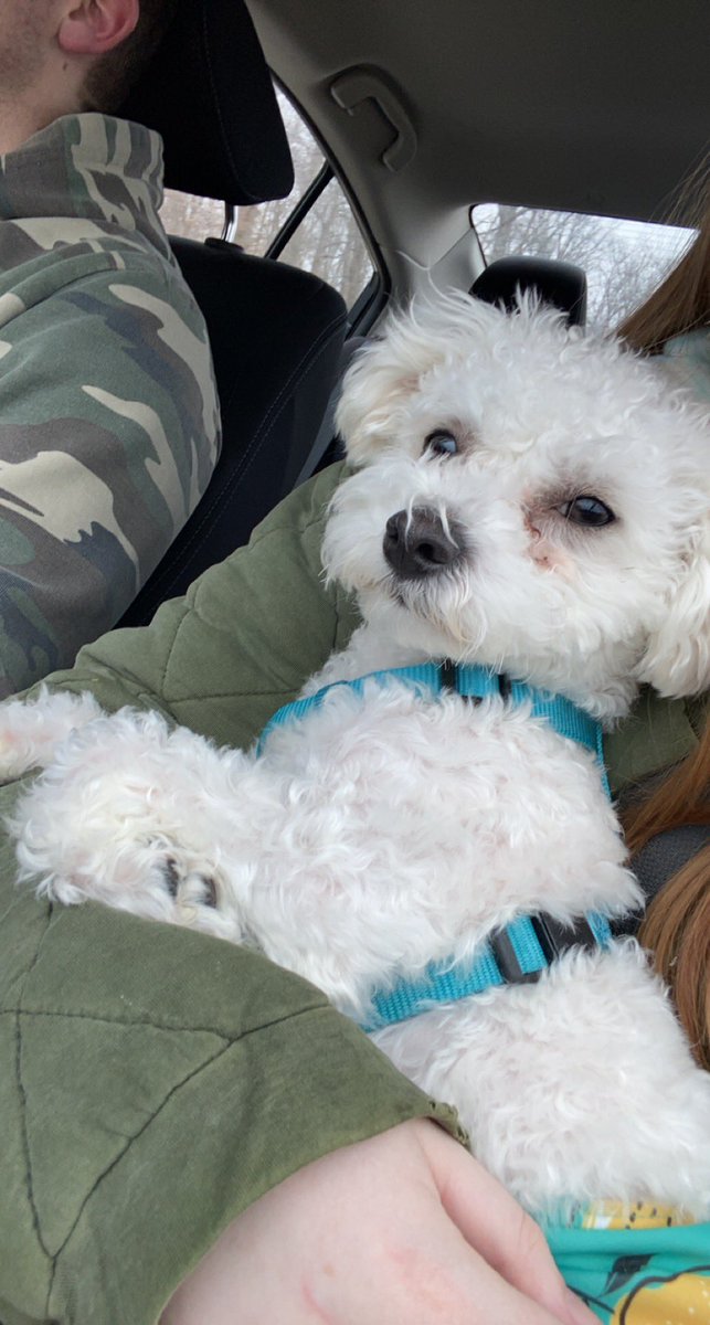 maya_jack_'s tweet photo. GIO + MILLIE 4EVR 🥰 https://t.co/gSOzVXkOjo