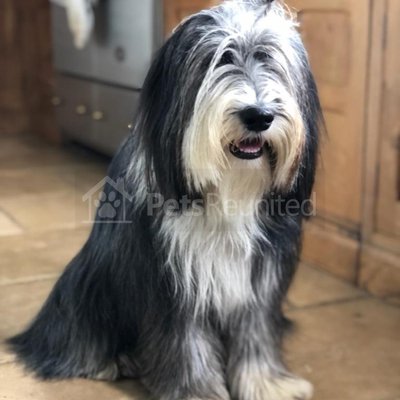 Please retweet to help FIND WINNIE #WINCHESTER #HAMPSHIRE #UK 

Beautiful dog, easily recognised, Bearded Collie. She could be anywhere if she was picked up. 
Have you seen someone with a new dog like this or been offered her?👀👀👀

#dogs #pets #Collies #animals #England
